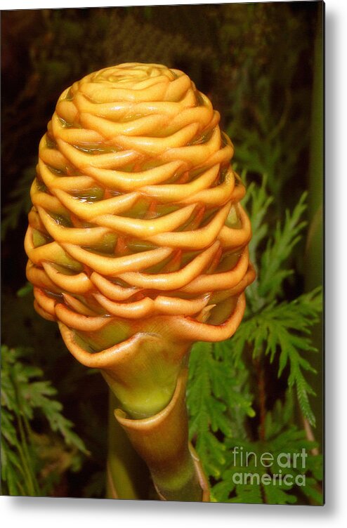 Flower Metal Print featuring the photograph Hawaiian Golden Beehive Ginger Plant by Sue Melvin