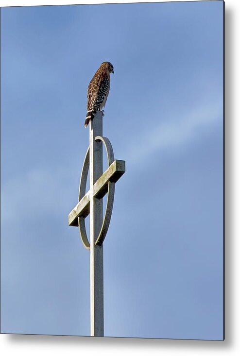 Birds Metal Print featuring the photograph Hawk on Steeple by Richard Rizzo