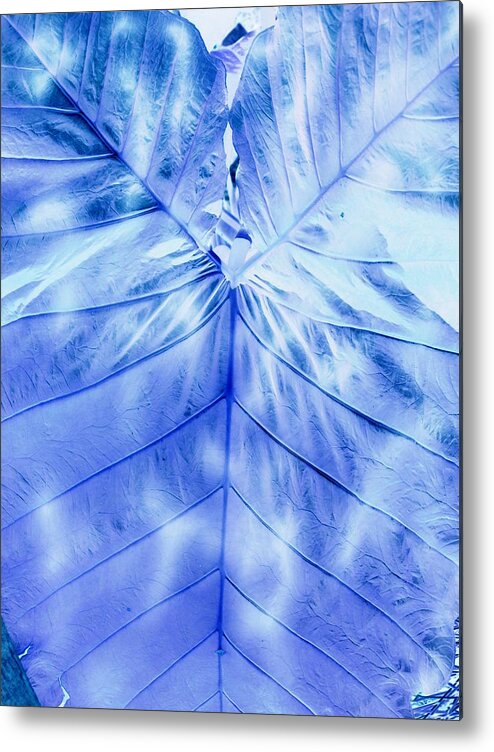 Leaf Metal Print featuring the photograph Heart Of Blue by Florene Welebny