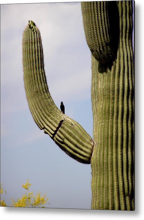 Cactus Metal Print featuring the photograph Hello Little Bird by Jeanette Oberholtzer