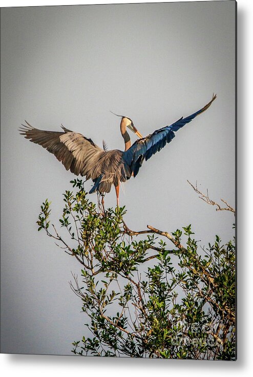 Heron Metal Print featuring the photograph Heron Treetop Landing by Tom Claud