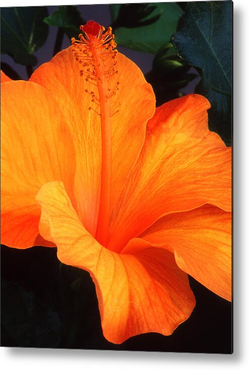 Hibiscus Metal Print featuring the photograph Hibiscus by Pat Exum