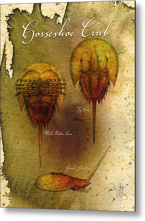 Horseshoe Crab Metal Print featuring the mixed media Horseshoe Crab by Paul Gaj