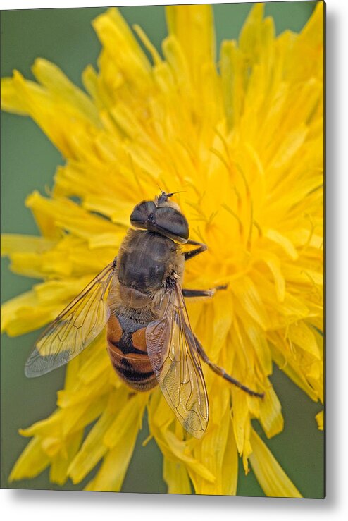 Syrphidae Metal Print featuring the photograph Hover Fly on Sow Thistle by Jim Zablotny
