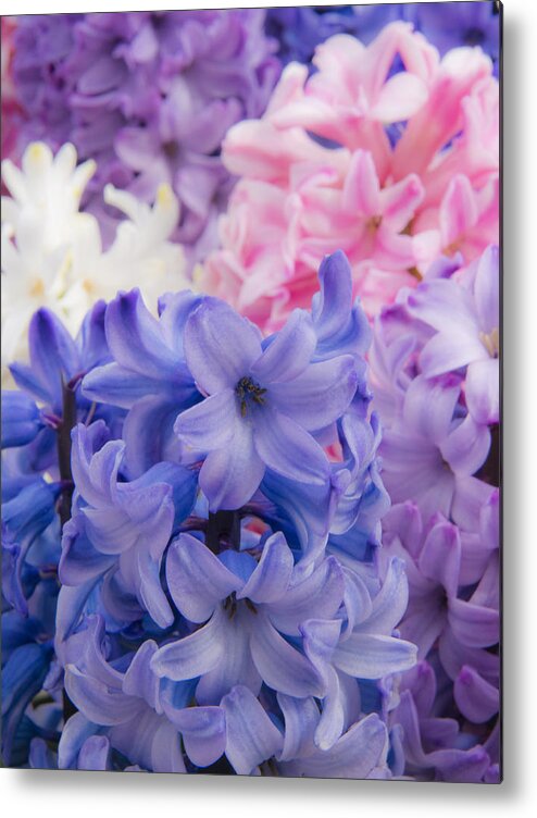 Beauty Metal Print featuring the photograph Hyacinth Pop by Eggers Photography