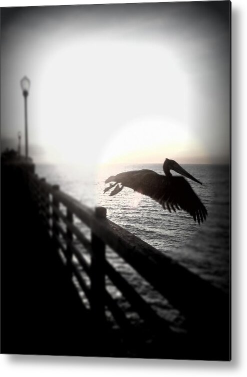 Bird Metal Print featuring the photograph In Flight by Amanda Eberly