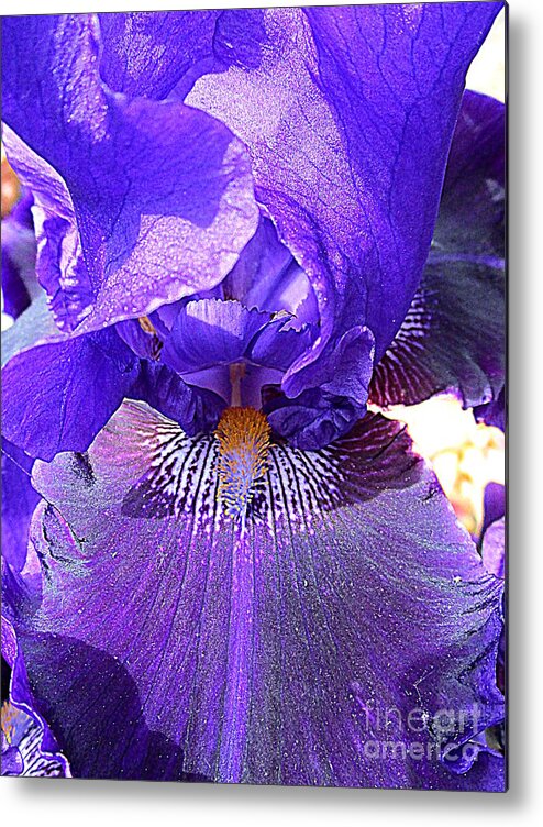 Iris Metal Print featuring the photograph Iris Garden 16 by Randall Weidner