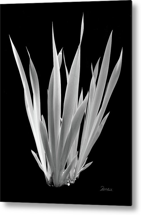 Black & White Metal Print featuring the photograph Iris Leaves by Frederic A Reinecke