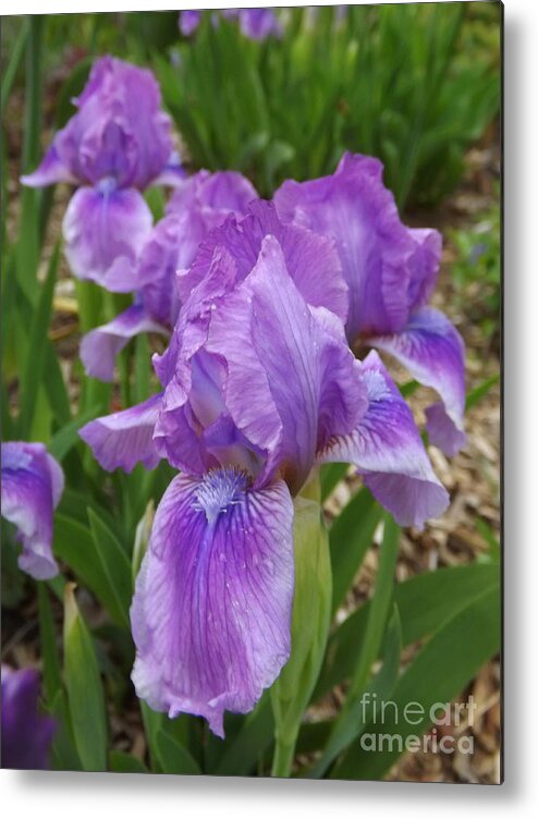Flower Metal Print featuring the photograph Irises In Lavender Tutus by Lingfai Leung