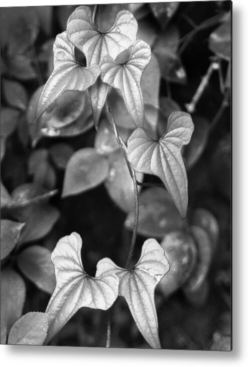 Ansel Adams Metal Print featuring the photograph ivy by Curtis J Neeley Jr