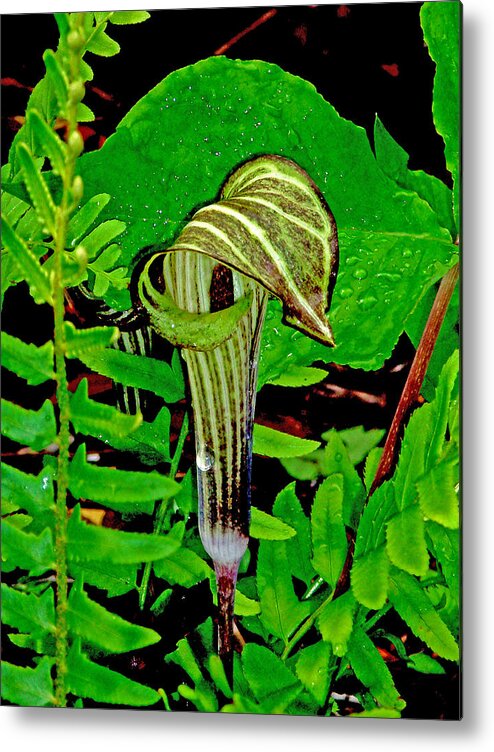 Plant Metal Print featuring the photograph Jack-in-the-Pulpit by Allen Nice-Webb