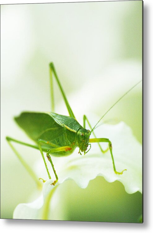 Bugs Metal Print featuring the photograph Katy by Dorothy Lee