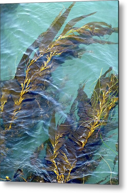 Monterey Bay Aquarium Metal Print featuring the photograph Kelp Patterns by Amelia Racca