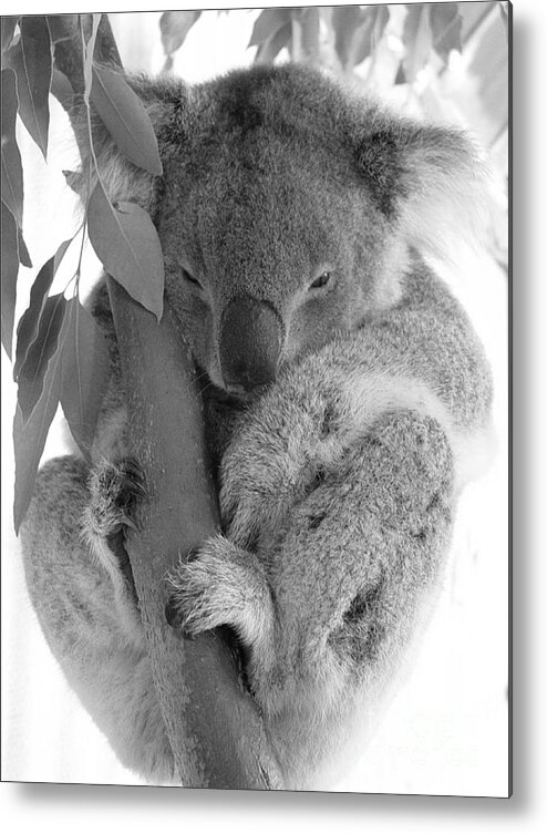 #faatoppicks Metal Print featuring the photograph Koala Bear by Terry Burgess