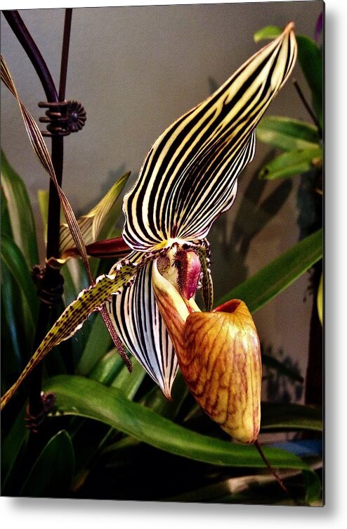 Lady Slipper Metal Print featuring the photograph Lady Slipper Orchid by Bruce Bley