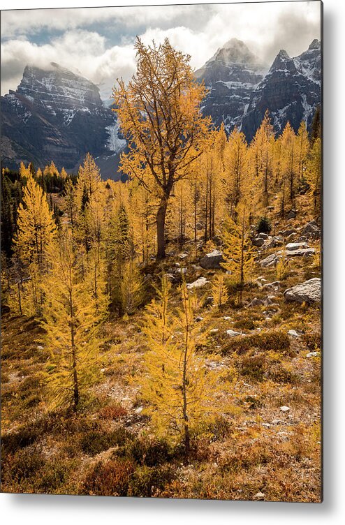 Larches Metal Print featuring the photograph Larch Family by Emily Dickey
