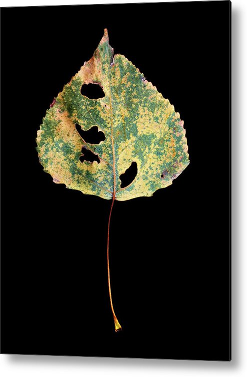 Leaves Metal Print featuring the photograph Leaf 25 by David J Bookbinder