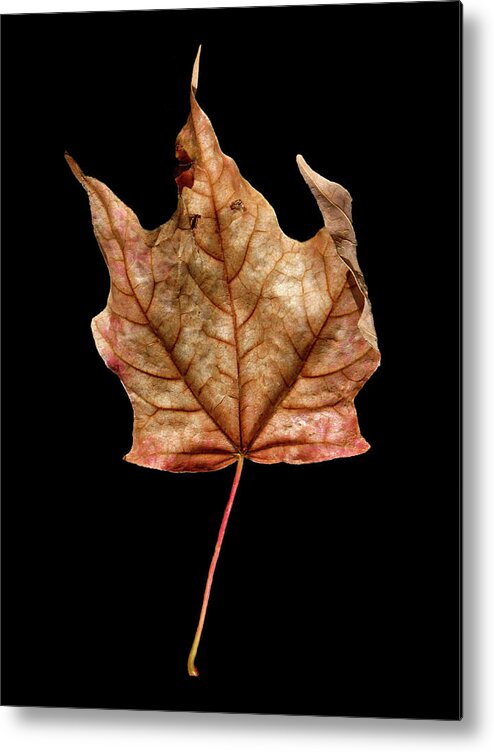 Leaf Metal Print featuring the photograph Leaf 4 by David J Bookbinder