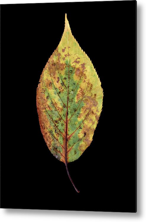 Leaf Metal Print featuring the photograph Leaf 5 by David J Bookbinder
