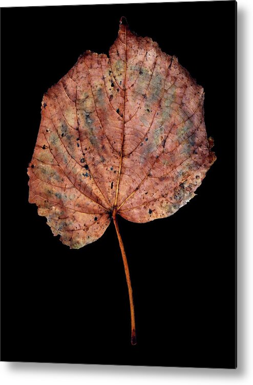 Leaf Metal Print featuring the photograph Leaf 8 by David J Bookbinder