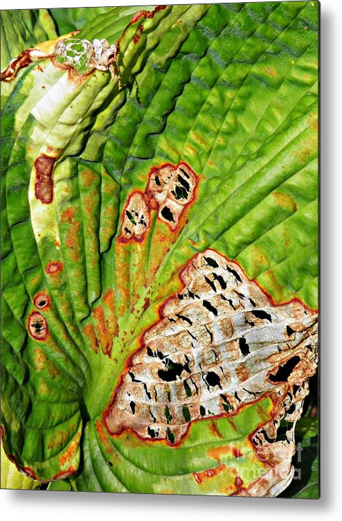 Leaf Metal Print featuring the photograph Leaf Abstract 11 by Sarah Loft