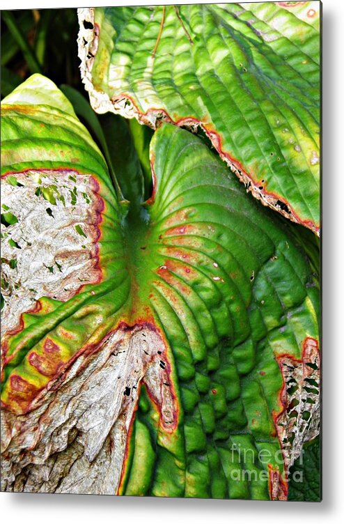 Leaf Metal Print featuring the photograph Leaf Abstract 12 by Sarah Loft