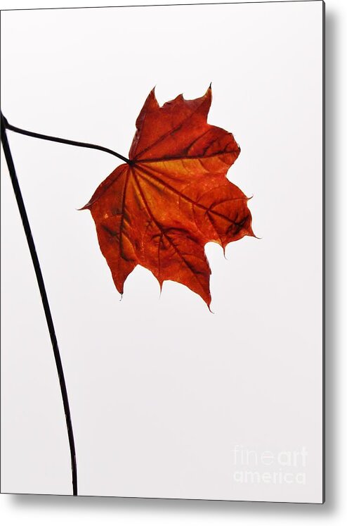 Leaf Metal Print featuring the photograph Leaf by Richard Brookes