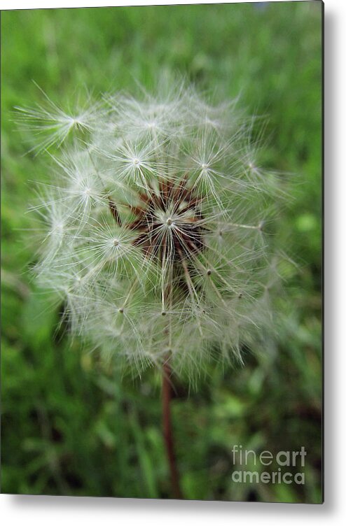 Dandelion Metal Print featuring the photograph Let's Wish by Kim Tran