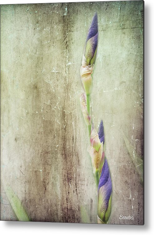 Flower Metal Print featuring the photograph Life of a Bud by Eena Bo
