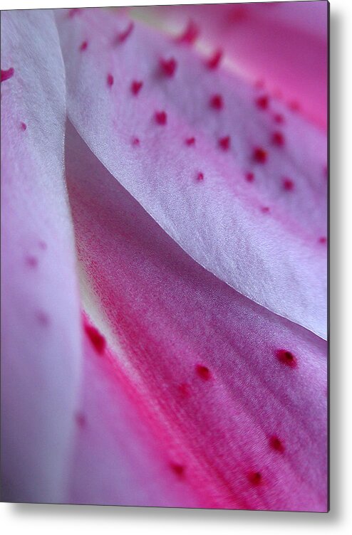 Lily Metal Print featuring the photograph Lily Petals by Juergen Roth