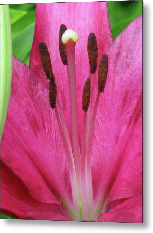 Lily Metal Print featuring the photograph Lily - Simply Spring 19 by Pamela Critchlow