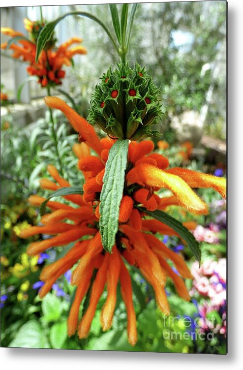 Flower Metal Print featuring the photograph Lion's Tail Salvia by Jean Wright