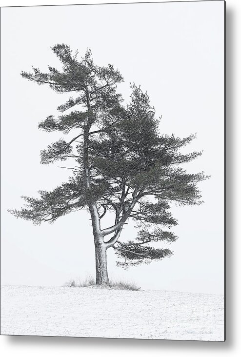 Pine Tree Metal Print featuring the photograph Lone Pine in Winter Storm by Barbara McMahon