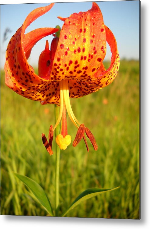 Floral Metal Print featuring the photograph Lovely Orange Spotted Tiger Lily by Kent Lorentzen