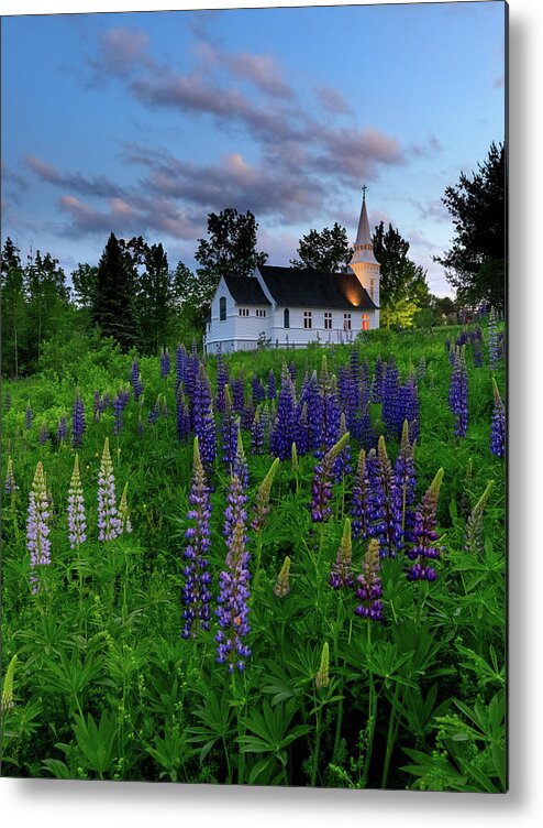 Lupines Metal Print featuring the photograph Lupines by the Church by Rob Davies