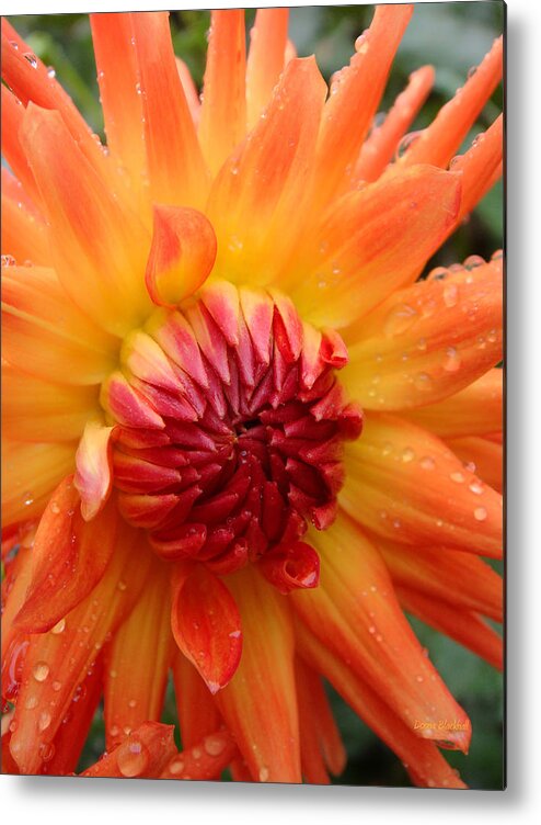 Flower Metal Print featuring the photograph Luscious by Donna Blackhall