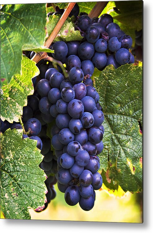 Grapes Metal Print featuring the photograph Luscious Grape Cluster by Marion McCristall