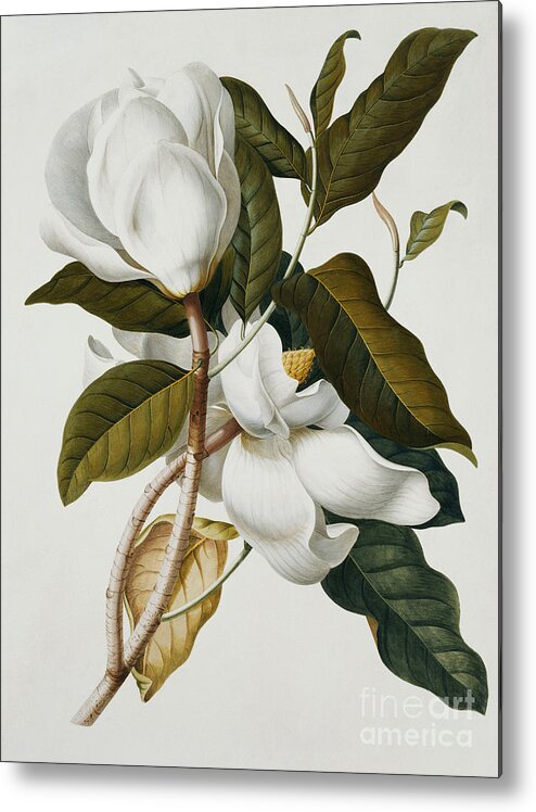 Magnolia Metal Print featuring the painting Magnolia by Georg Dionysius Ehret