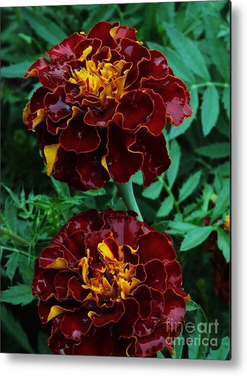 Loral Prints Metal Print featuring the photograph Marigold Duo by J L Zarek