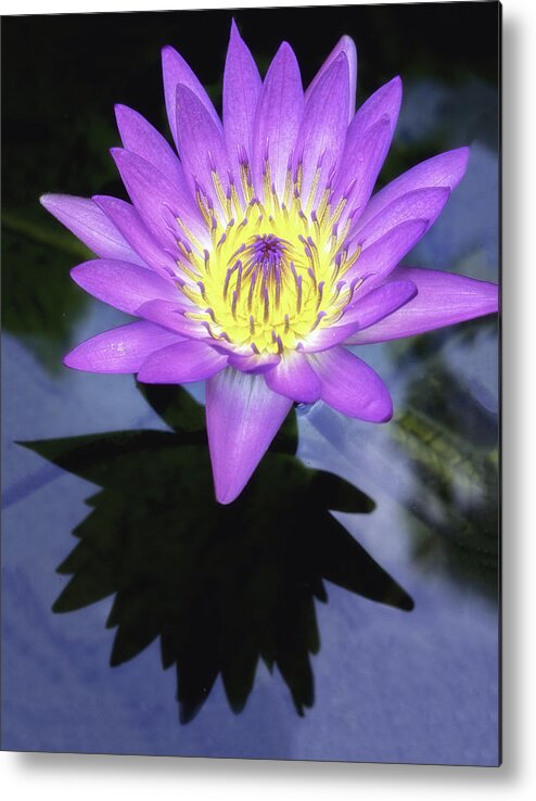Aquatic Metal Print featuring the photograph Beautiful reflection of waterlily in a pond. by Usha Peddamatham