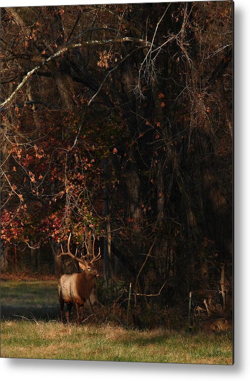 Bull Elk Metal Print featuring the photograph Monarch Joins the Rut by Michael Dougherty