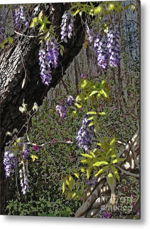 Wisteria Metal Print featuring the photograph Moon Glow Wisteria by Pat Davidson