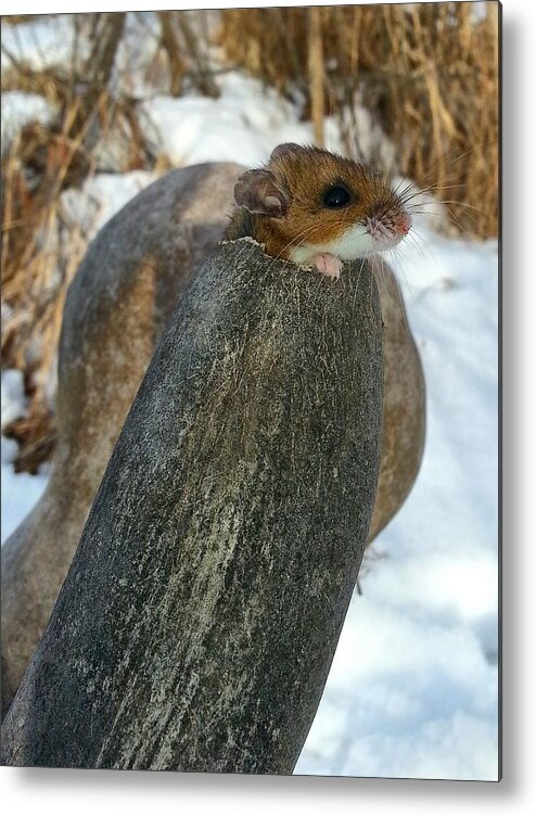 Mouse Metal Print featuring the photograph Mouse House by Brook Burling