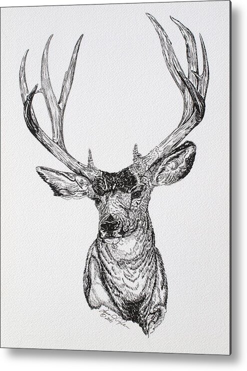 Animal Metal Print featuring the drawing Mule Deer Buck by Lana Tyler