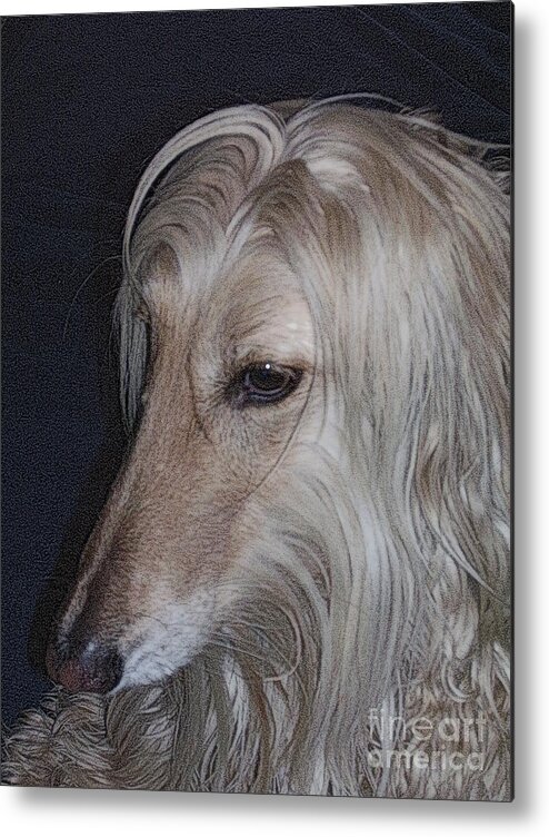Dog Metal Print featuring the photograph My Afghan Norman by Jodie Marie Anne Richardson Traugott     aka jm-ART