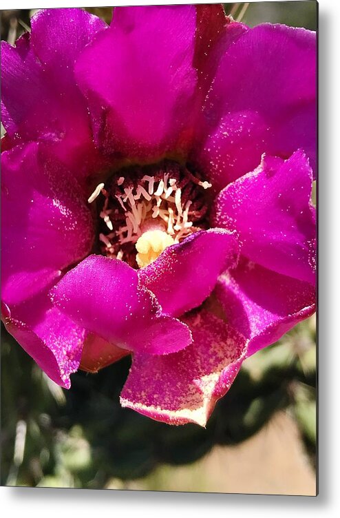 Cactus Metal Print featuring the photograph My Petals Runneth Over by Brad Hodges
