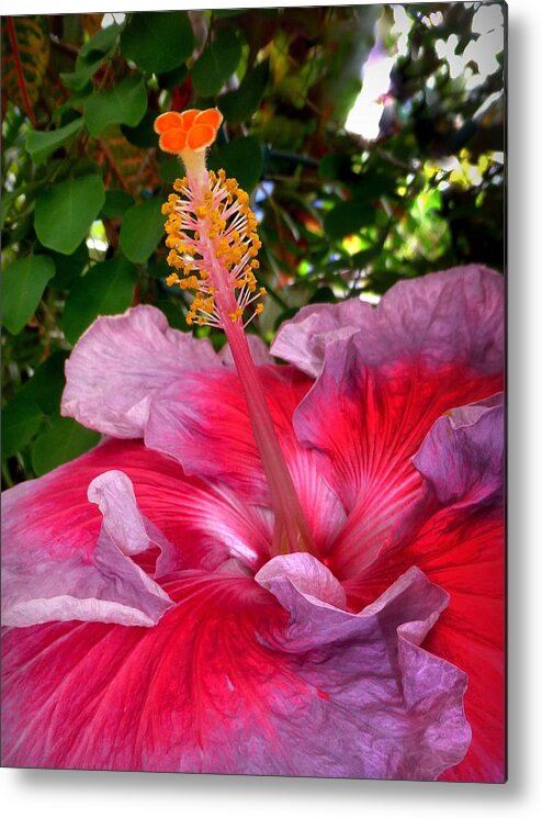 Flower Metal Print featuring the photograph My Special Hibiscus by Lori Seaman