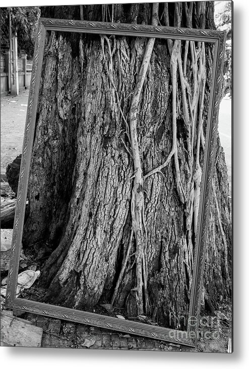 Tree Metal Print featuring the photograph Natural Framing by Dean Harte