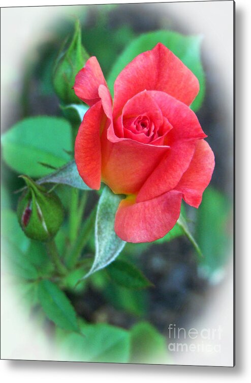 Rose Metal Print featuring the photograph New Life in a Coral Rosebud by Sue Melvin