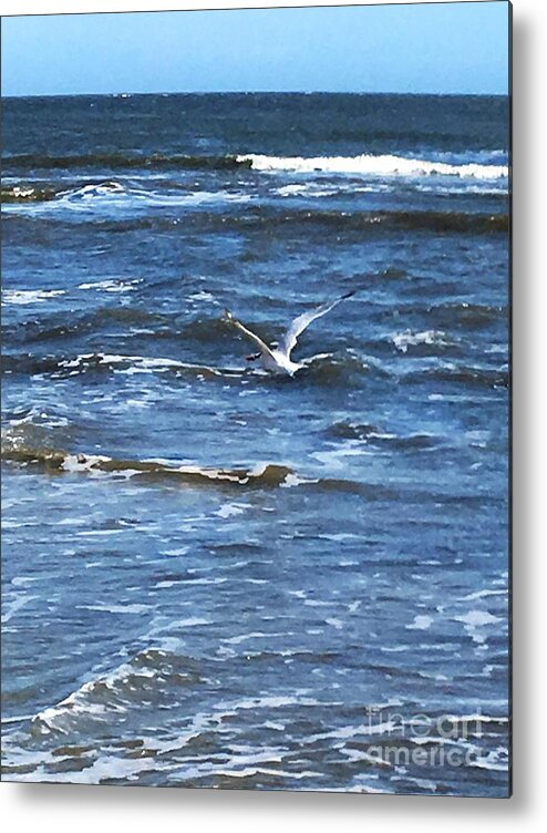 Seagull Metal Print featuring the photograph Ocean Frequent Flyer by Jan Gelders